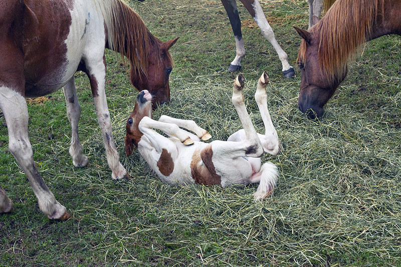 Chincoteague Wild Ponies : Richard Moore : Photographer : Photojournalist